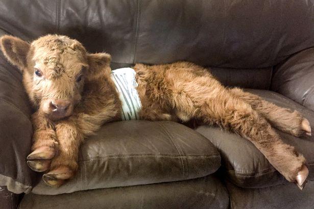 Wishaw - Dog followed me home from the pub. Anyone recognize it?