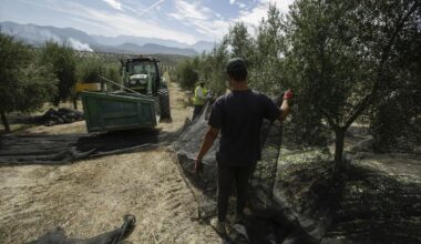 Donald Trump's tariffs hit exports in Spain: olive oil and car sales plummet by around 20%