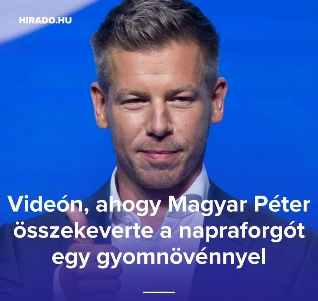 Híradó: MP összekeverte a napraforgót egy gazzal.