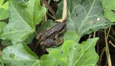 One of the best parts of life is that sometimes, there is a tiny frog.