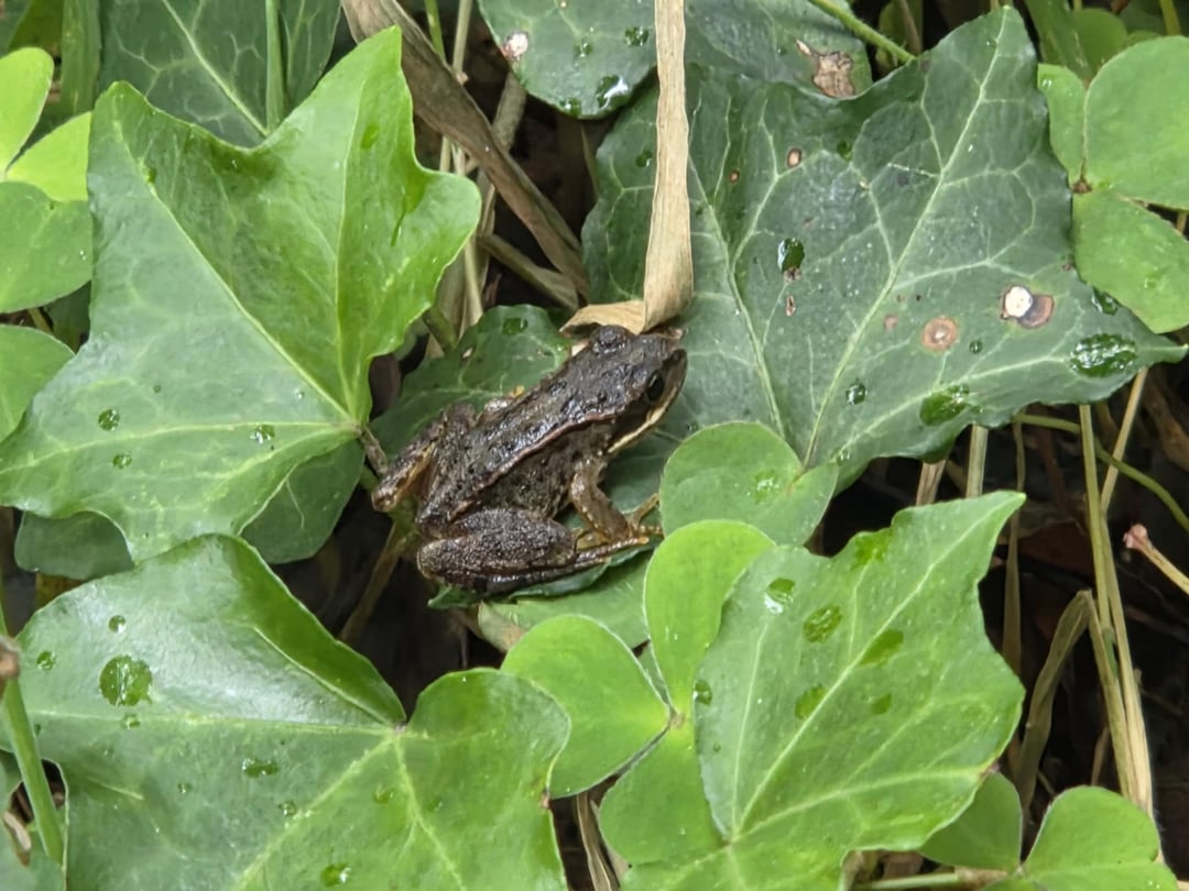 One of the best parts of life is that sometimes, there is a tiny frog.