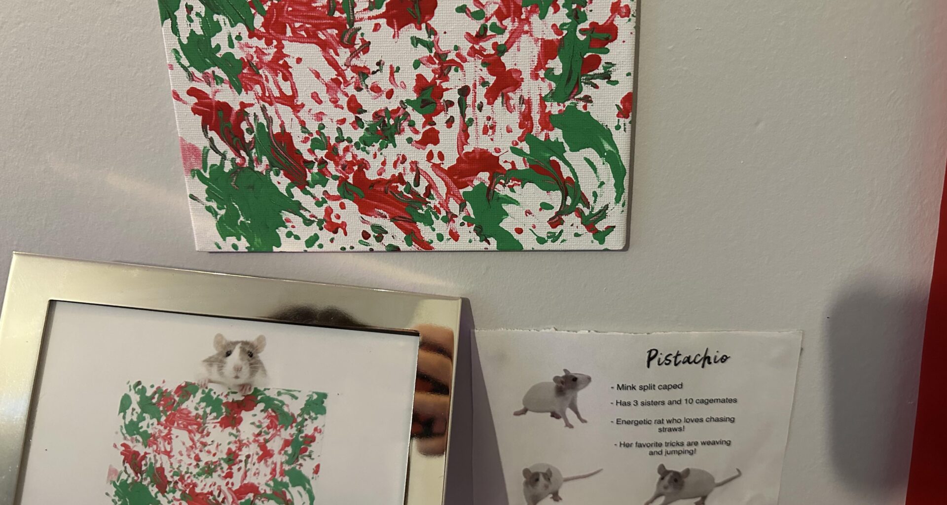 For my birthday, my boyfriend commissioned a rat to paint the Welsh flag