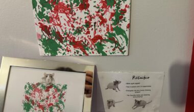 For my birthday, my boyfriend commissioned a rat to paint the Welsh flag