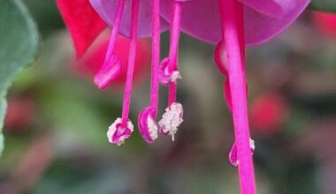 Ist das Blütenstaub?