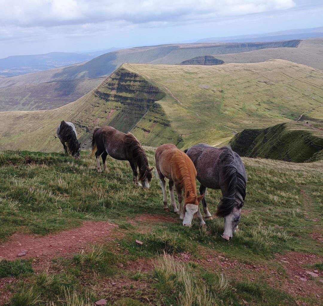 Pen-y-Fan ponies