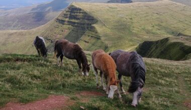 Pen-y-Fan ponies