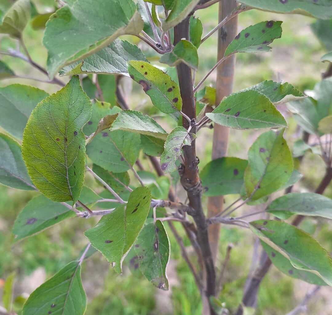 Was passiert mir meinem Apfelbaum?