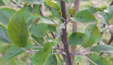 Was passiert mir meinem Apfelbaum?