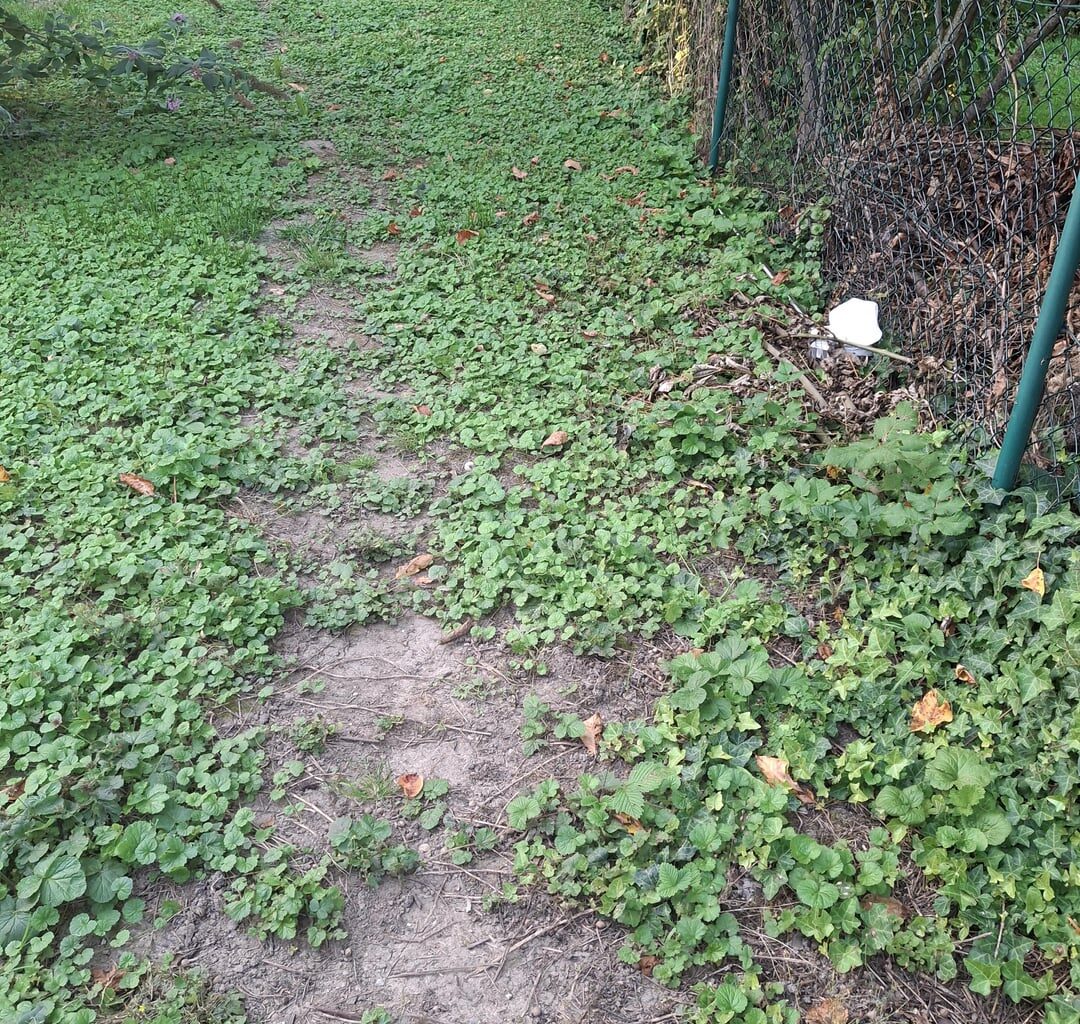 Vernachlässigte Fläche in Wiese umwandeln