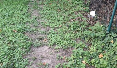 Vernachlässigte Fläche in Wiese umwandeln