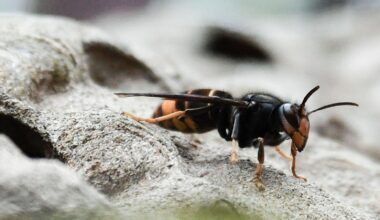 Further Asian hornet sightings confirmed in Ireland