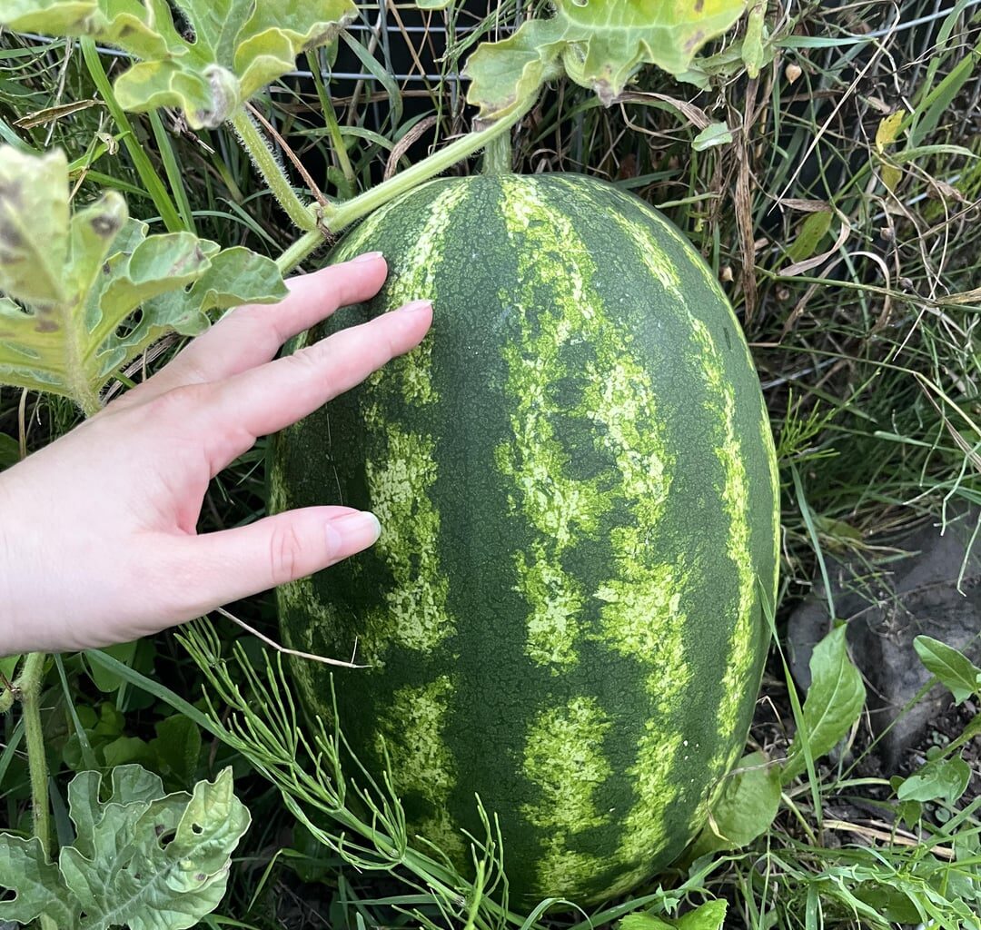 wann sind die melonen reif?