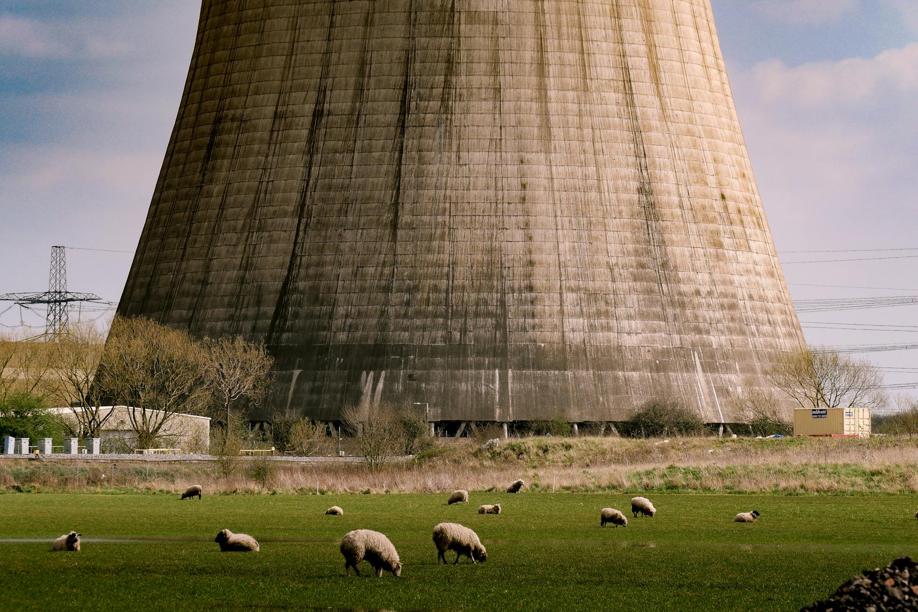 herd of sheep on green grass field