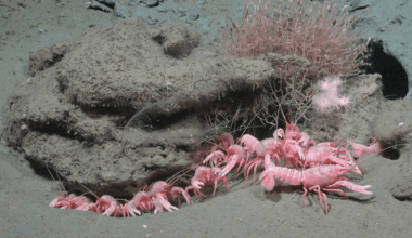 Barbie Lobsters, Sea Pigs, And A Living Chandelier: Massive Offshore Canyon Reveals 40 Potential New Species