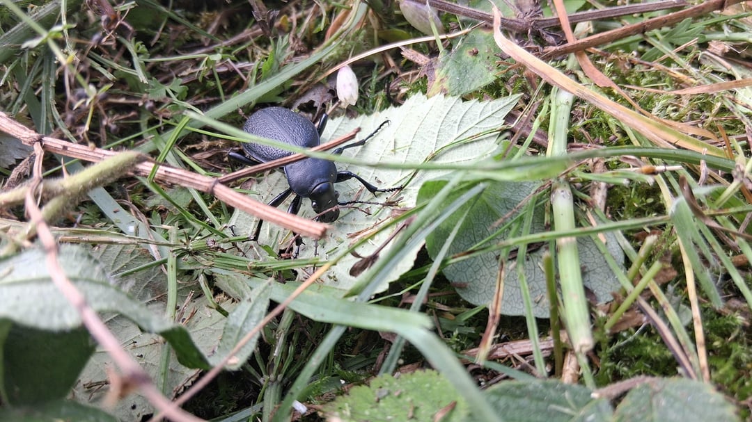 Was für ein Käfer ist das?