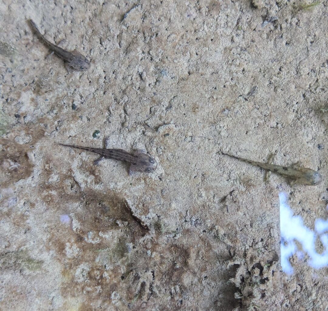 Kleine Salamander und Aussichten aus dem Kleinen Odenwald