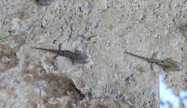 Kleine Salamander und Aussichten aus dem Kleinen Odenwald