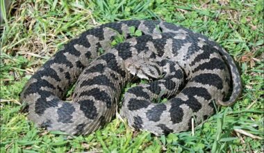 Greece snake
