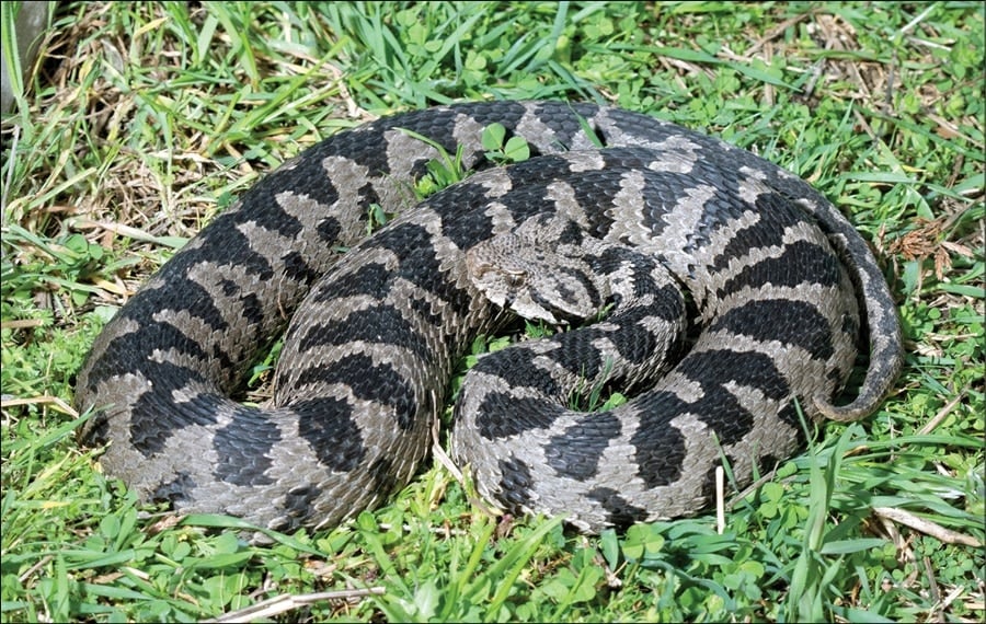 Greece snake