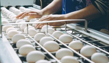 Poultry producer
