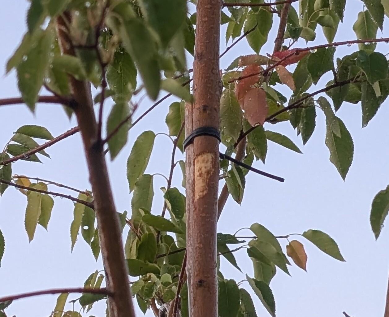 Hornissen fressen Rinde von Felsenbirne