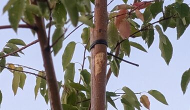 Hornissen fressen Rinde von Felsenbirne