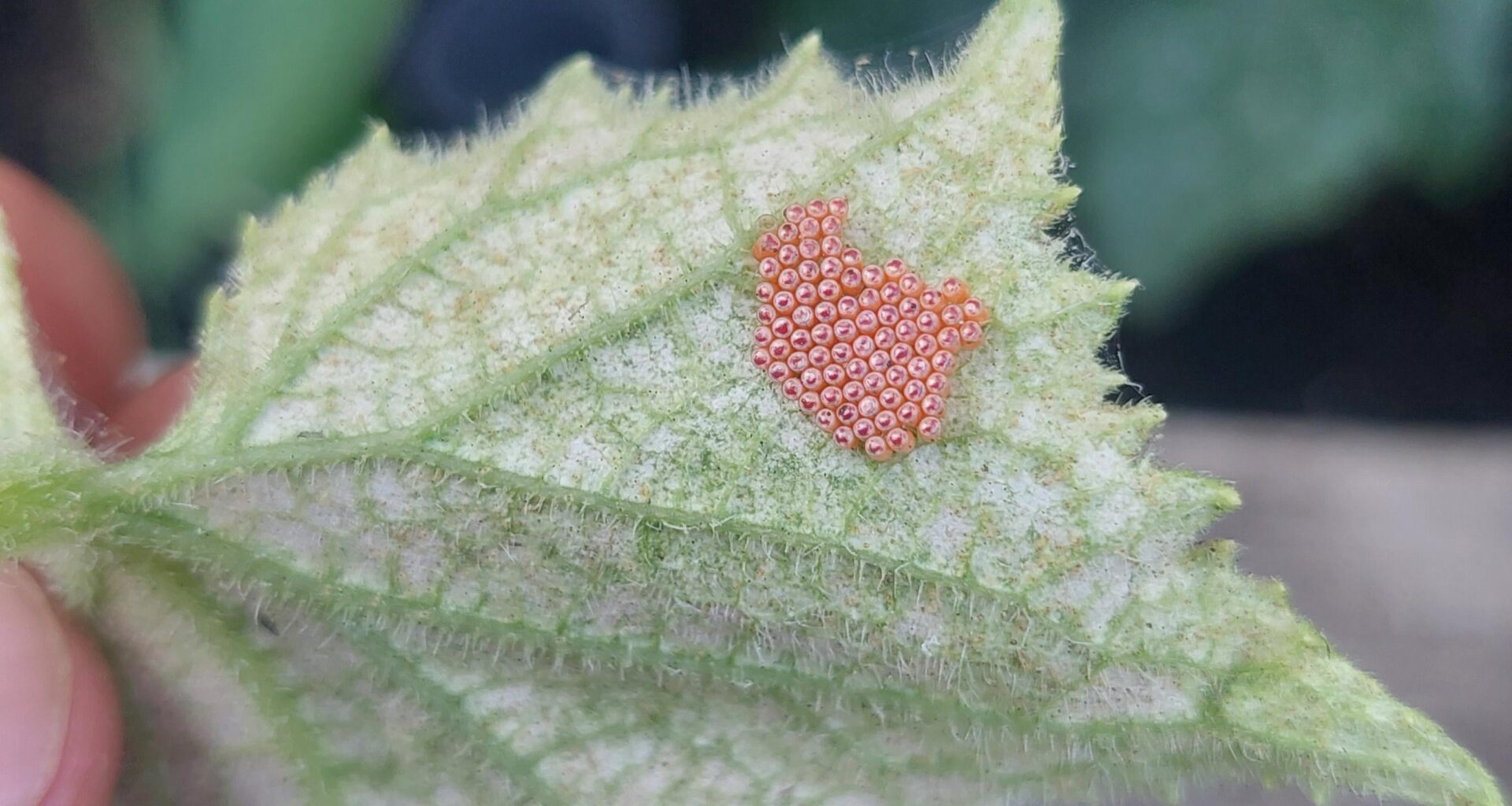 Zu wem gehören diese Eier?
