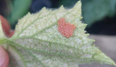 Zu wem gehören diese Eier?