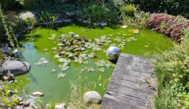 Gartenteich ist immer grün und undurchsichtig
