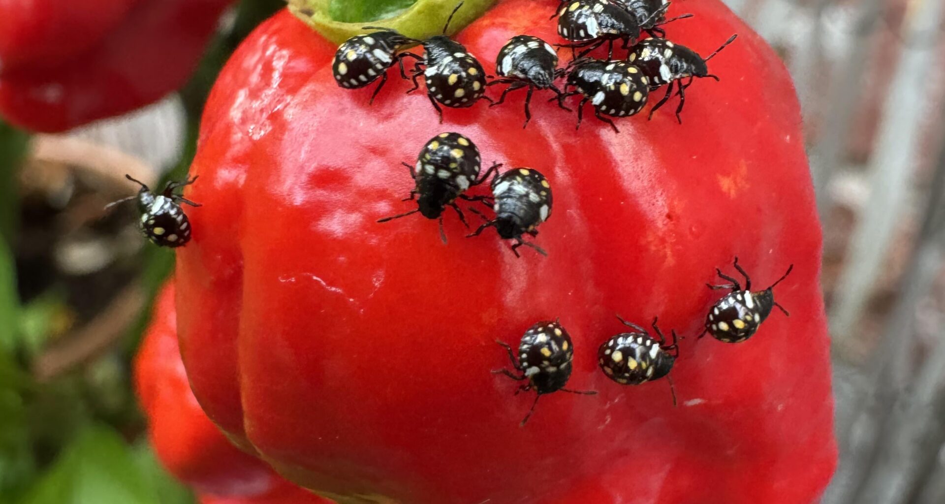 Wer sitzt hier auf meinen Ghost Pepper?