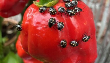 Wer sitzt hier auf meinen Ghost Pepper?