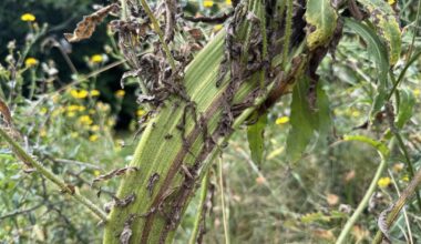 Fasziniertes Habichtskraut