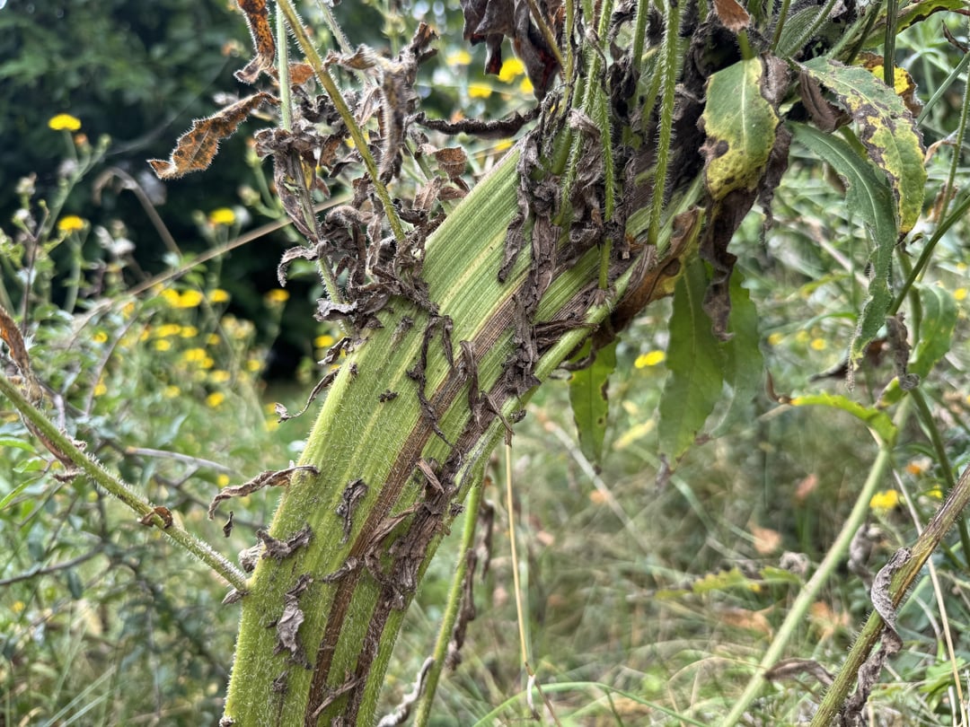 Fasziniertes Habichtskraut