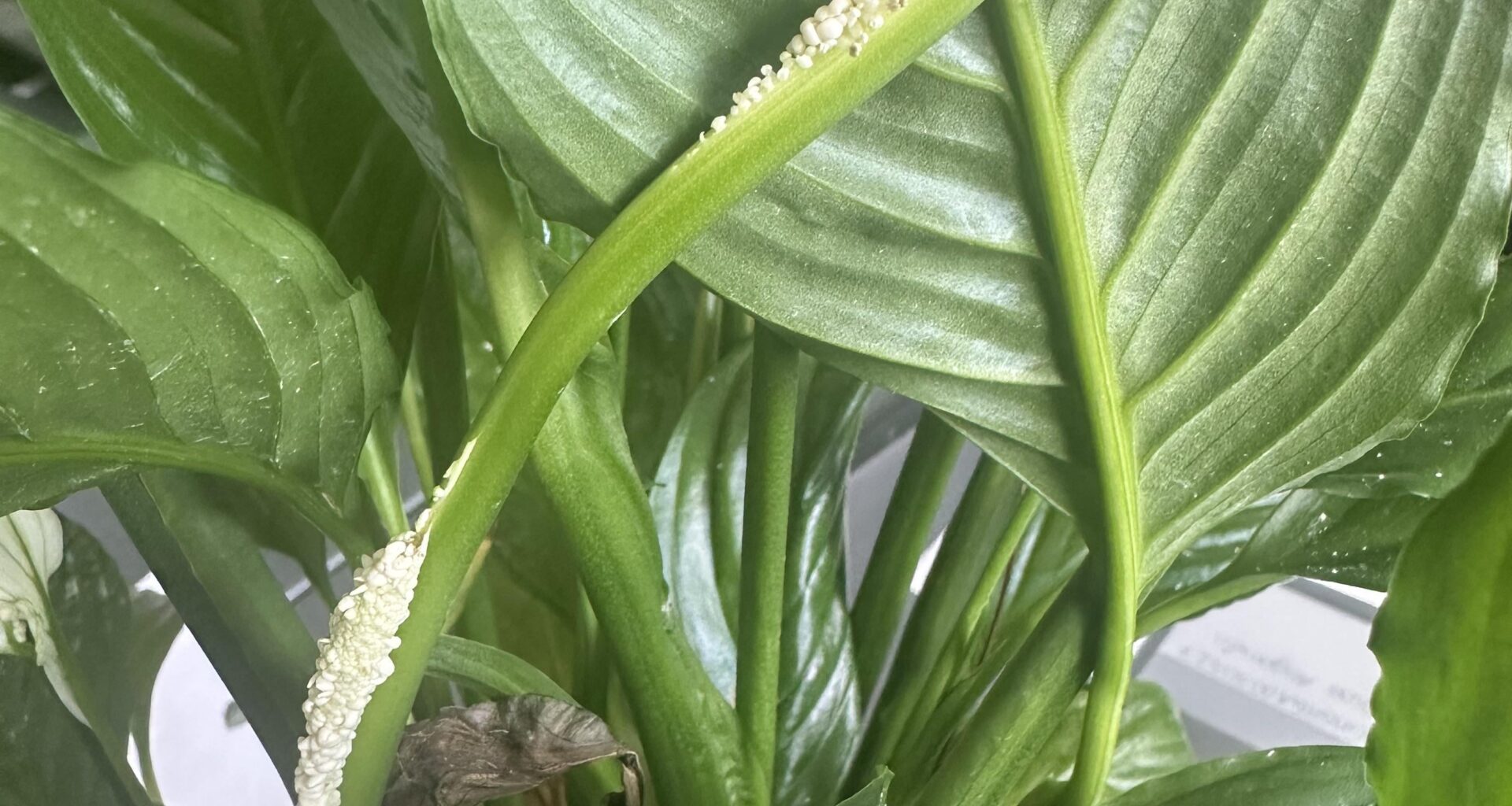 Was ist mit meiner Friedenslilie los?