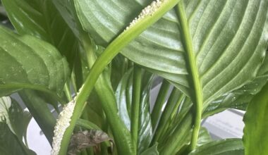 Was ist mit meiner Friedenslilie los?