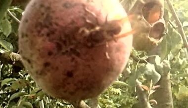 Welches Obst fressen die Hornissen bei euch immer zuerst?Bei mir die Williams Christ Birne.Aber warum ist das so?Andere Äpfel etc. sind auch schon reif.