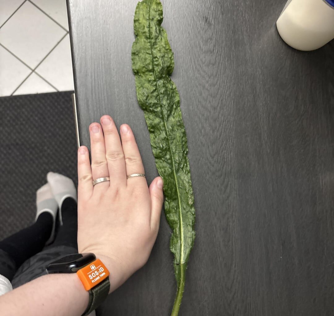 Kann mir jemand helfen, diese Pflanze zu erkennen?