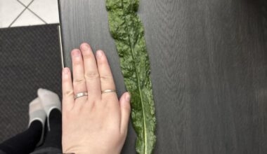 Kann mir jemand helfen, diese Pflanze zu erkennen?