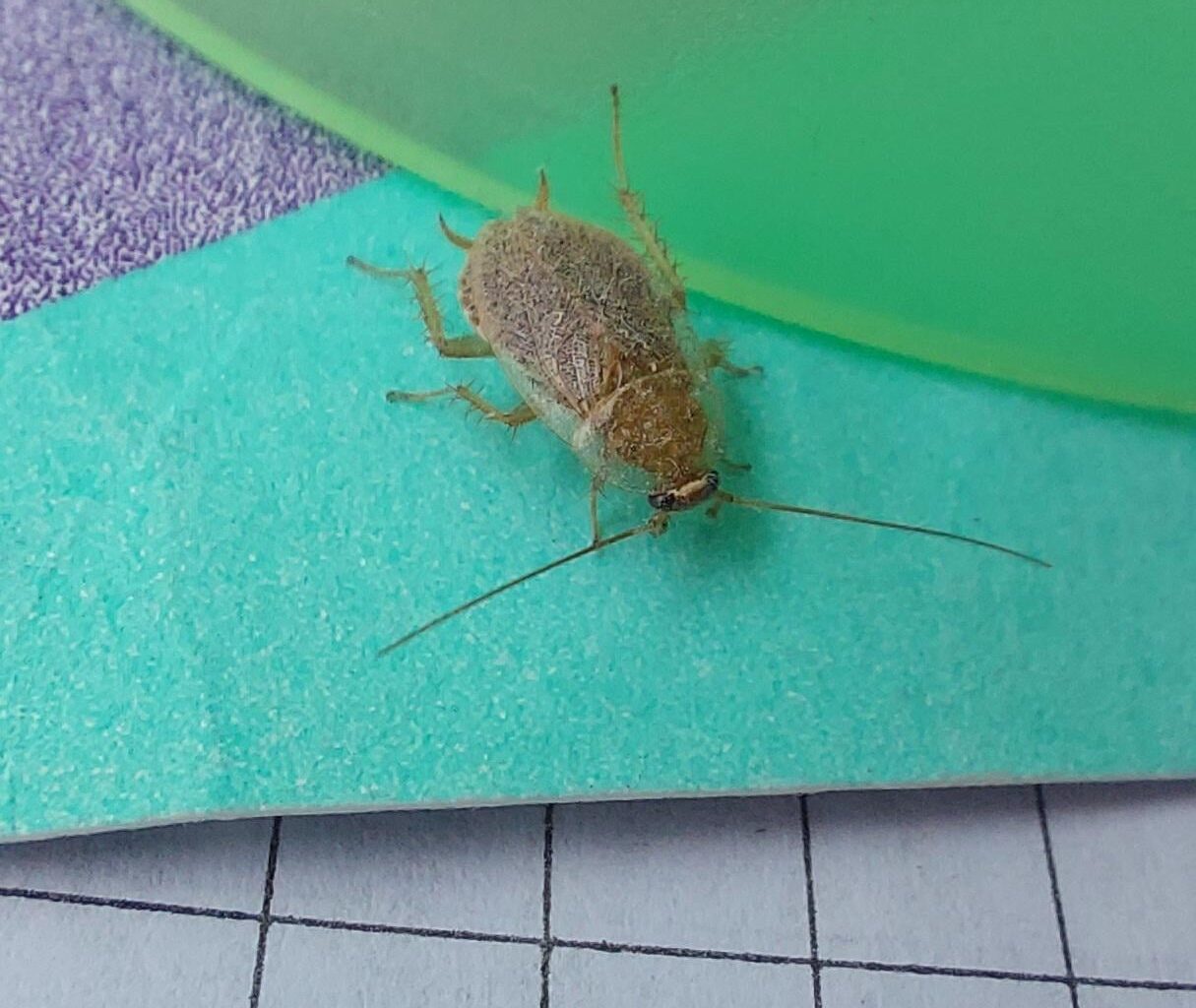 Gregor Samsa in my apartment?!