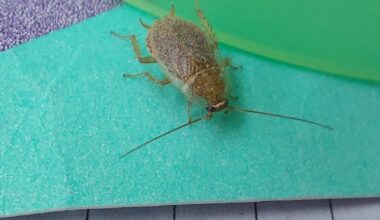 Gregor Samsa in my apartment?!