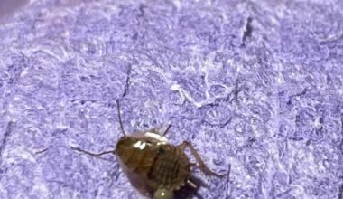 Waldschabe oder soll ich ausziehen?