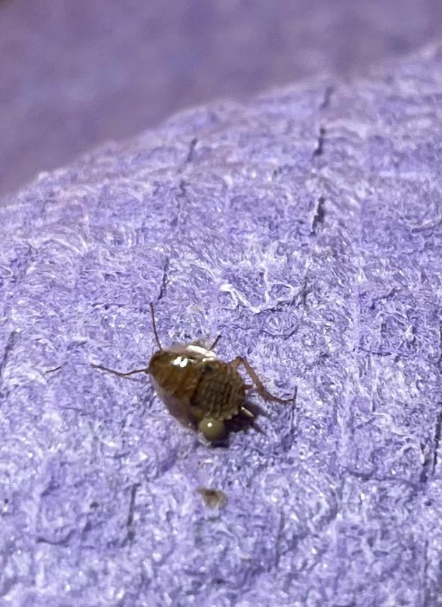 Waldschabe oder soll ich ausziehen?