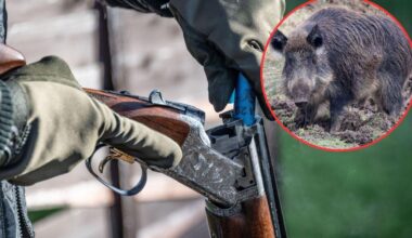 Polish hunter mistakes neighbor for a boar