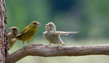 Streiten sich zwei Vögel…