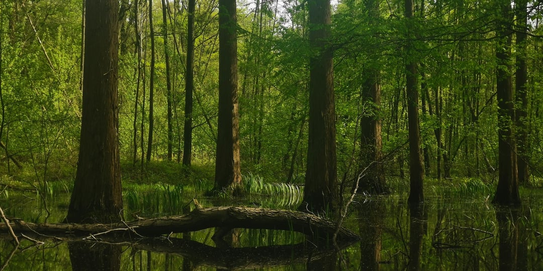 Tropisches Mangroven Feeling mitten in Deutschland