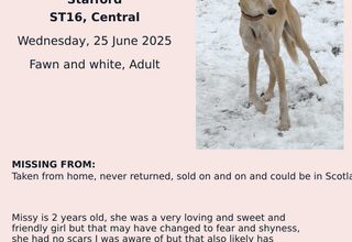 Stolen Saluki, presumed to be in Scotland