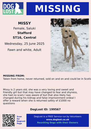 Stolen Saluki, presumed to be in Scotland