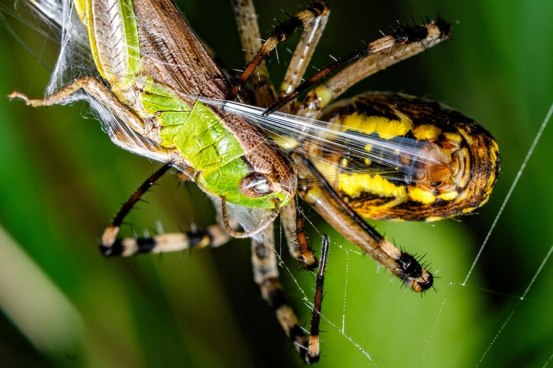 Zebraspinne