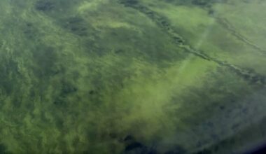 Protest to be held over continuing Lough Neagh crisis