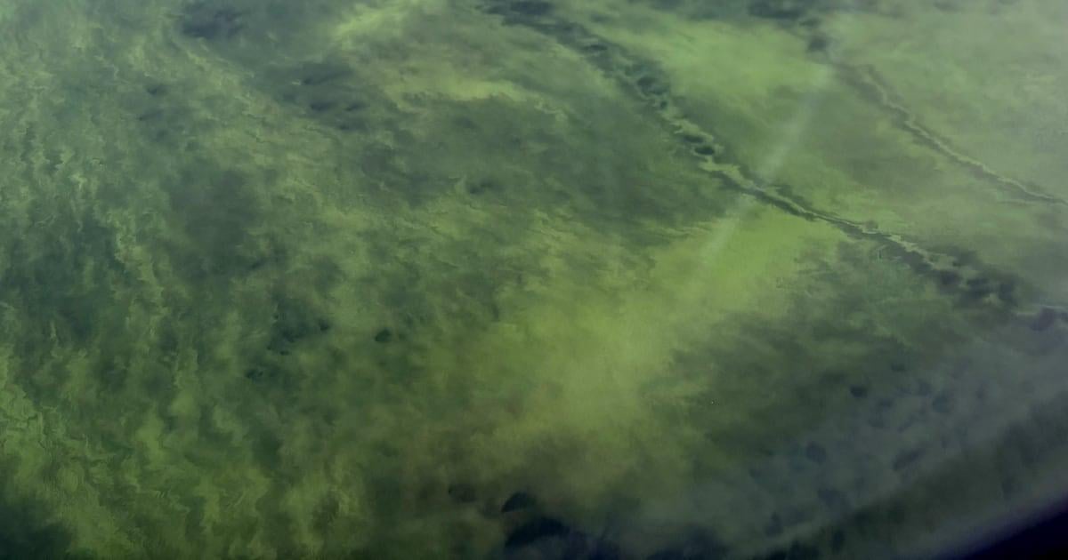 Protest to be held over continuing Lough Neagh crisis